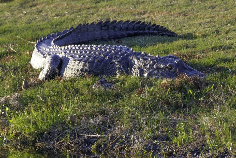 Alligator in the grass