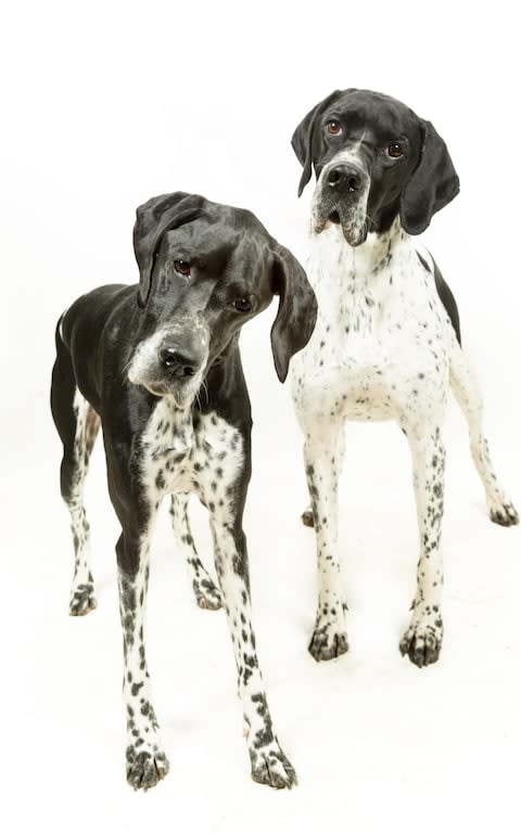 Looking for a home? English Pointers, the least wanted breed of dog in the UK - Credit: David Burgess / Alamy Stock Photo