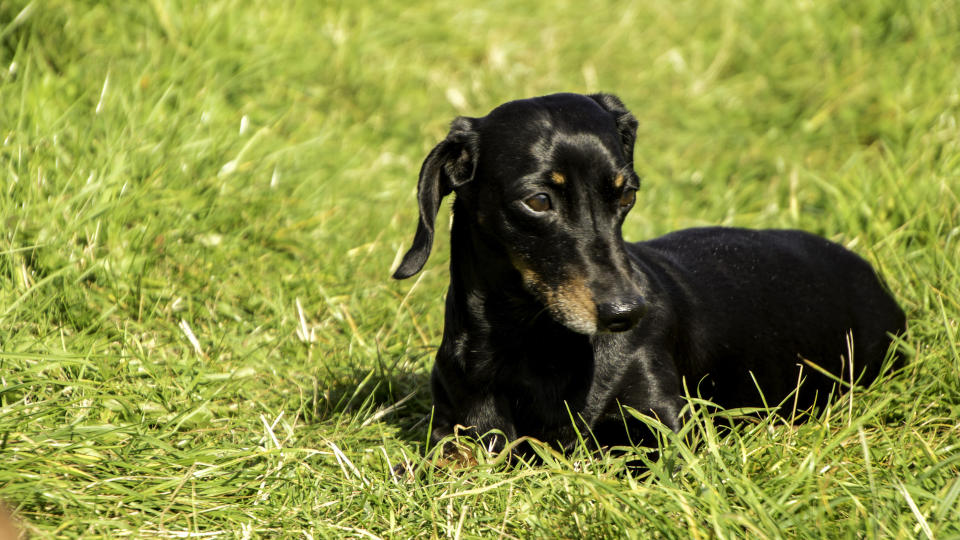 dachshund