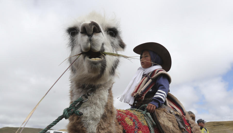 A child sits on a llama before racing it in Los Llanganates, National Park, Ecuador, Saturday, Feb. 8, 2020. Wooly llamas, an animal emblematic of the Andean mountains in South America, become the star for a day each year when Ecuadoreans dress up their prized animals for children to ride them in 500-meter races. (AP Photo/Dolores Ochoa)