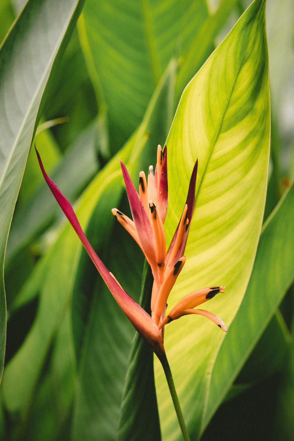 <p>The 9th wedding anniversary is embodied in the Bird of Paradise flower – an exotic and magnificent flower symbolic of freedom and joy. This vibrant bloom has connotations of faithfulness and thoughtfulness. </p>