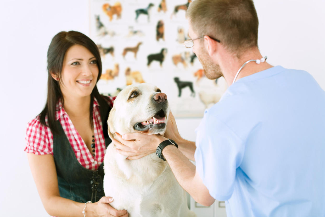 Pet insurance doesn't work like health insurance for humans, particularly when it comes time to head to the doctor. / Credit: Getty Images