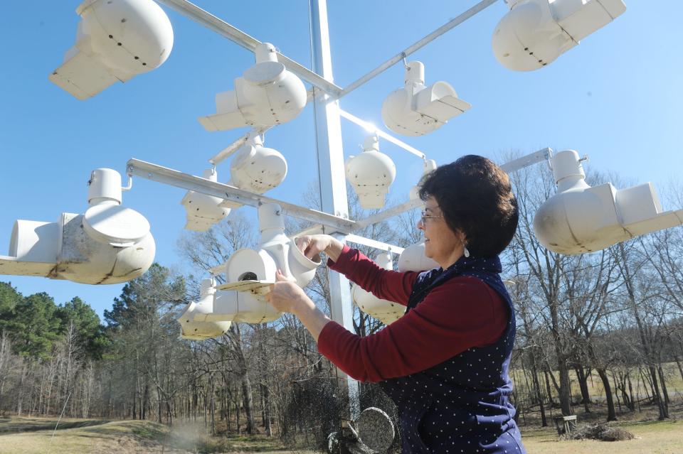 Alishia Baker of Raymond cleans purple martin houses in preparation for the birds' arrival. Like many, Baker said she grew up being told things about purple martins that she now knows aren't true.