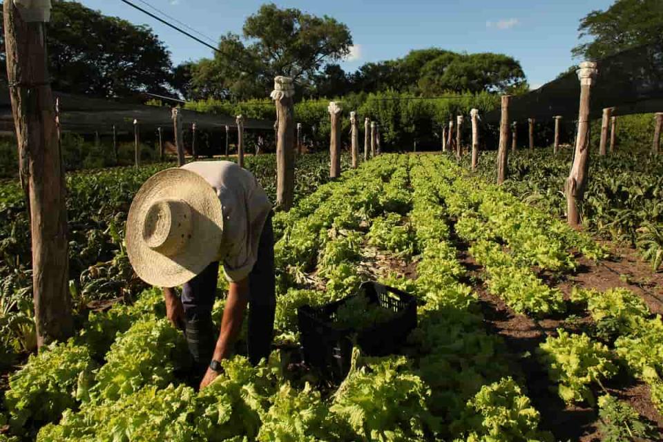 La producción de alimentos también requiere de buenas prácticas de higiene y saneación.