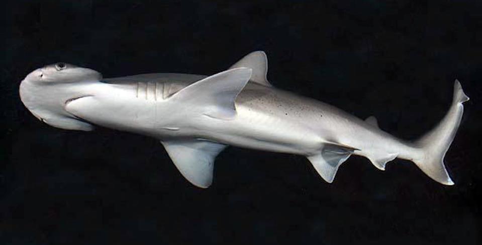 The narrowest hammer belongs to the bonnethead shark (<em>S. tiburo</em>). <a href="https://en.wikipedia.org/wiki/Bonnethead#/media/File:Sphyrna_tiburo_SI.jpg" rel="nofollow noopener" target="_blank" data-ylk="slk:D. Ross Robertson/Smithsonian Tropical Research Institute;elm:context_link;itc:0;sec:content-canvas" class="link ">D. Ross Robertson/Smithsonian Tropical Research Institute</a>