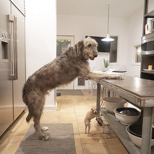 Steve rescata perros muy ancianos y les da un hogar para siempre