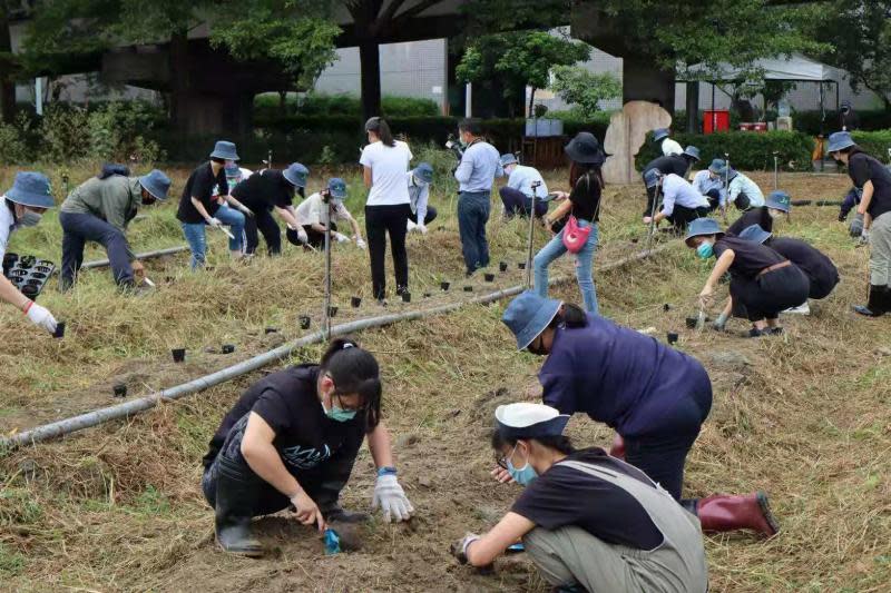 嘉大師生復育原生種「阿里山油菊」　再見金黃花海