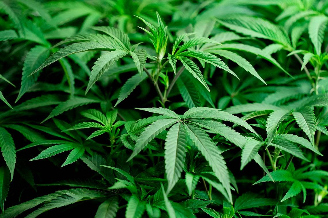 Young cannabis plants thrive under grow lights at a marijuana farm operated by Greenlight, Monday, Oct. 31, 2022, in Grandview, Mo. Supporters of recreational use of marijuana are gathering petition signatures in hopes of getting a constitutional amendment on Florida’s 2024 ballot.