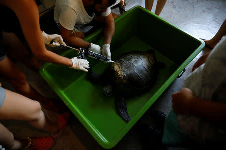Sea Turtle Rescue Center (DEKAMER) officials inject beeswax into the shell of a sea turtle, injured by a boat propeller, at the centre on Iztuzu Beach near Dalyan in Mugla province, Turkey, July 18, 2018. REUTERS/Umit Bektas