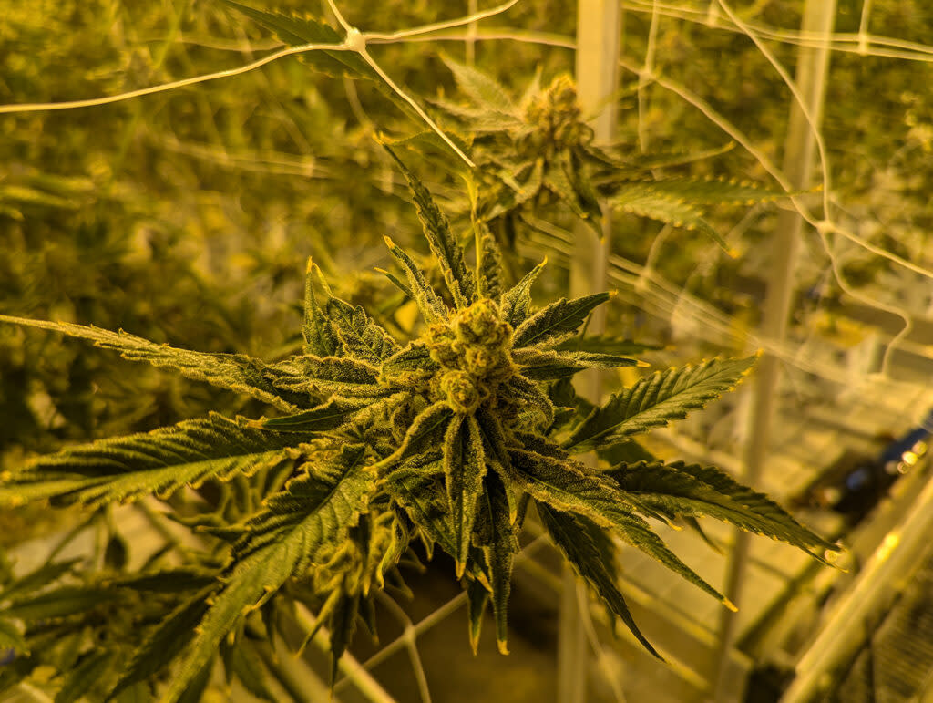 A marijuana plant at the Dakota Herb grow operation near Tea, SD. (John Hult/South Dakota Searchlight)