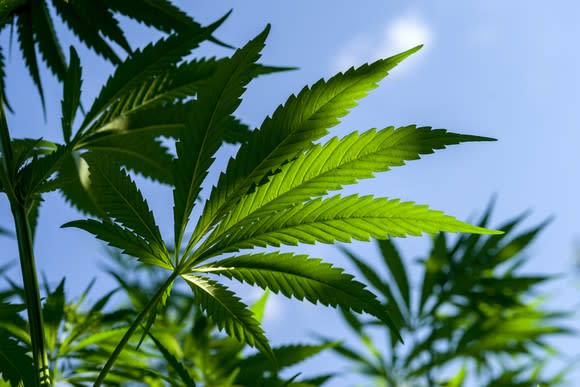 Marijuana plants with blue sky in background.