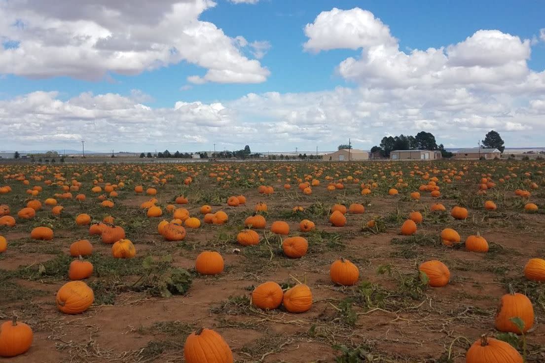 McCall's Pumpkin Patch