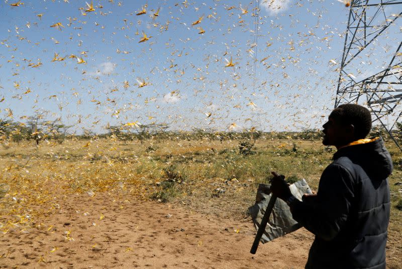 A man attempts to fend-off a swarm of desert locusts at a ranch near the town of Nanyuki in Laikipia county