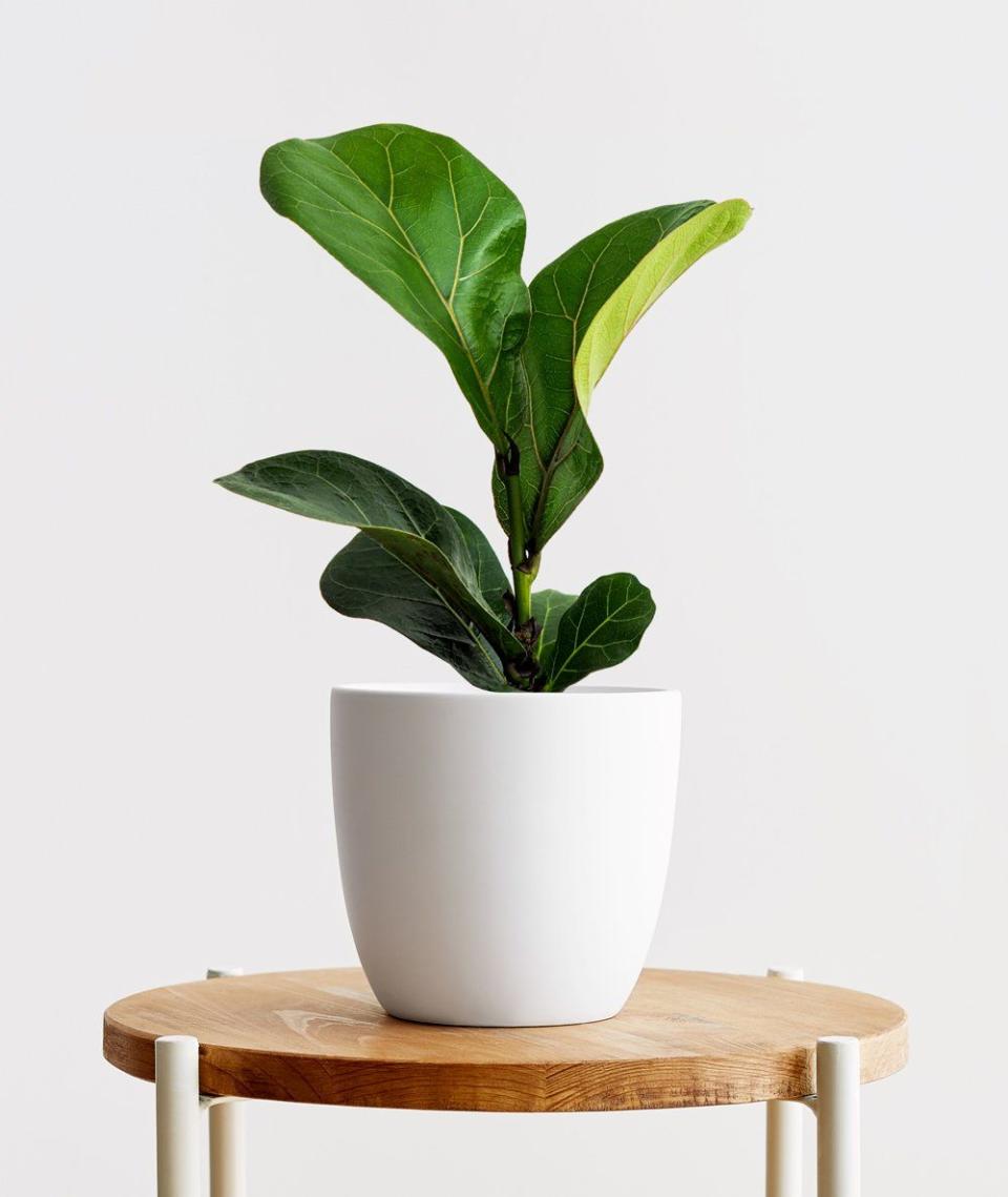 <p>anselandivy.com</p><p><strong>$48.00</strong></p><p><a href="https://anselandivy.com/products/fiddle-leaf-fig-small?variant=39639349952680" rel="nofollow noopener" target="_blank" data-ylk="slk:Shop Now;elm:context_link;itc:0;sec:content-canvas" class="link ">Shop Now</a></p>