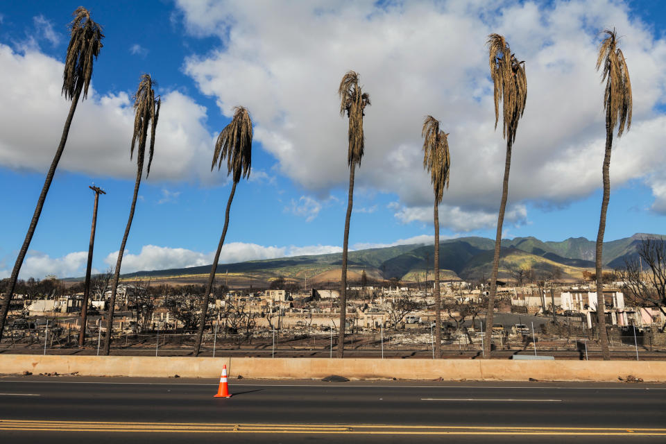 A line of burnt coconut trees and destroyed homes in Lahaina town, Maui, Hawaii on Aug. 16, 2023 (Josiah Patterson for NBC News)