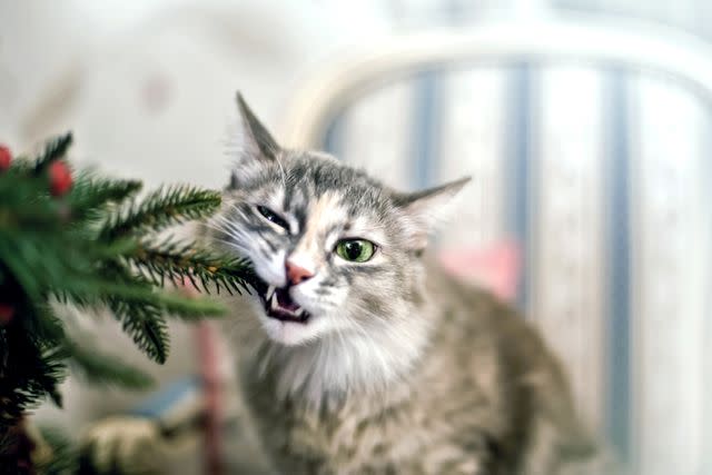 <p>Getty</p> Kitten eating a Christmas tree branch.
