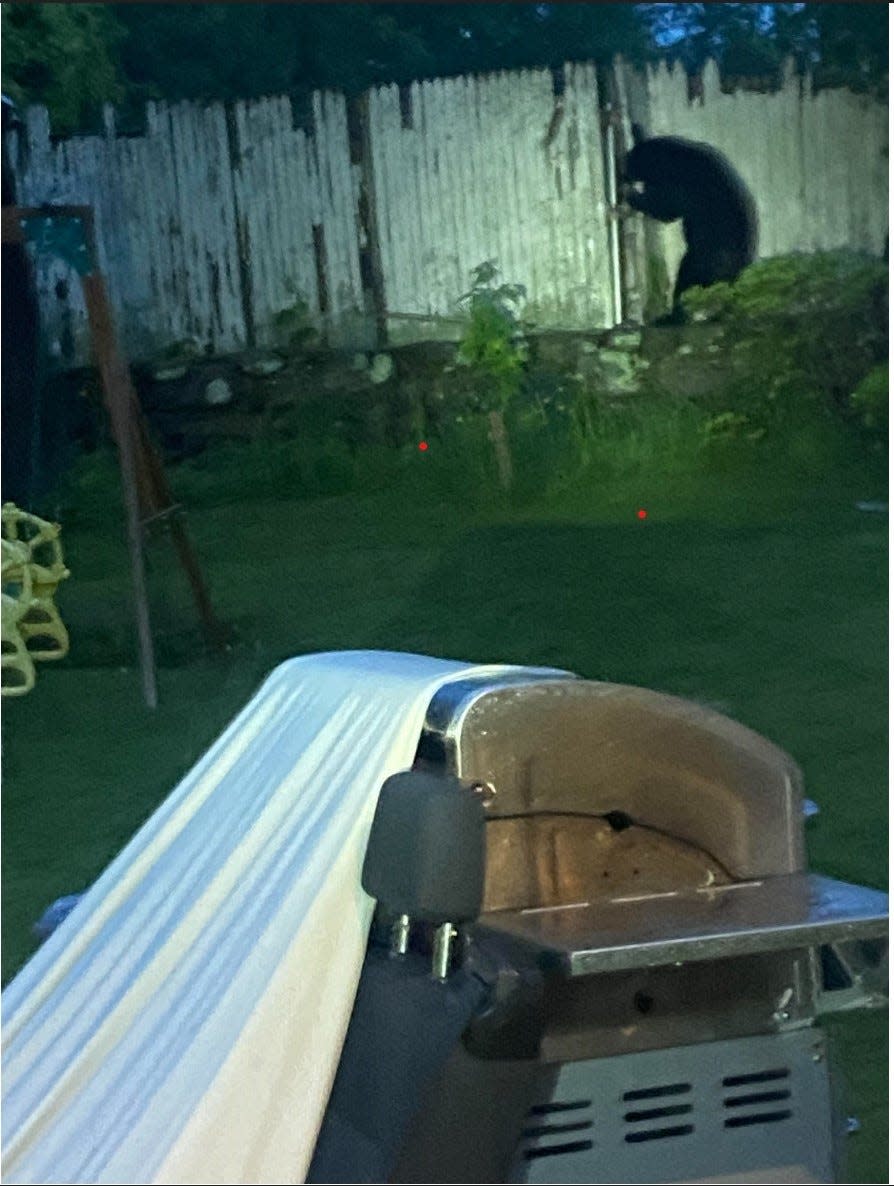 Fall River police posted this photo of a black bear seen in the North End of the city Sunday.