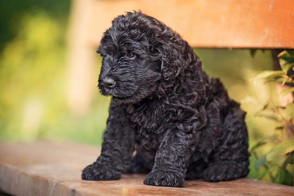 black russian terrier puppy sitting on bench