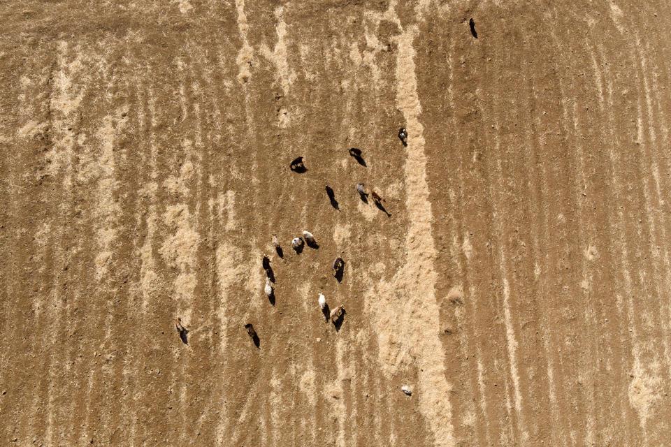 In this Sept. 9, 2019, photo, an aerial photograph shows goats graze in a farm on Samothraki island, northeastern Greece. Goat herding is a way of life on Samothraki, a hard-to-reach Greek island in the northern Aegean Sea, but experts and locals are working together to control the animal population that has left its mountains barren and islanders under the threat of mudslides. (AP Photo/Iliana Mier)