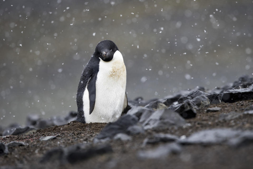 For Earth Day, we are sharing three days in the life of Tasha Van Zandt. Van Zandt is a conservation photographer focused on documenting climate change to teach its dangers. Read more to learn about Van Zandt's experience on the National Geographic Explorer ship as she films a documentary in Antarctica.