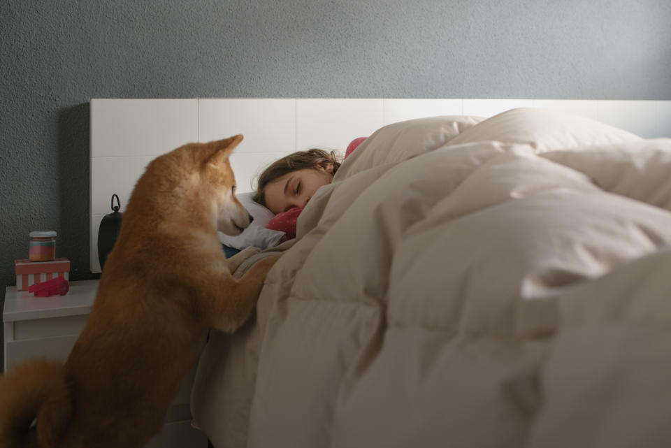 Dog standing on the side of the bed attempting to get its owners attention