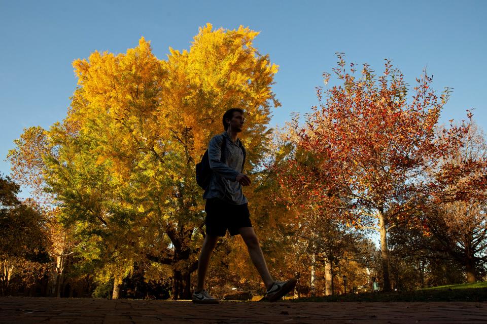 A student walks past fall foliage.