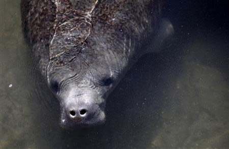 A manatee is seen near a water outlet at an inactive Florida Power & Light Company power plant undergoing renovation in Riviera Beach, Florida in this file photo taken January 7, 2010. REUTERS/Carlos Barria/Files