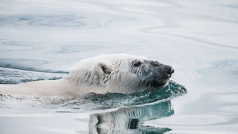 Un oso polar nada en aguas del Ártico. El fuel pesado pone en peligro a esta especie.