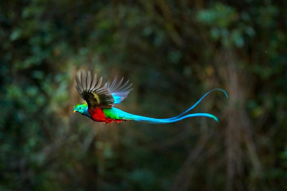 quetzal in punta leona costa rica