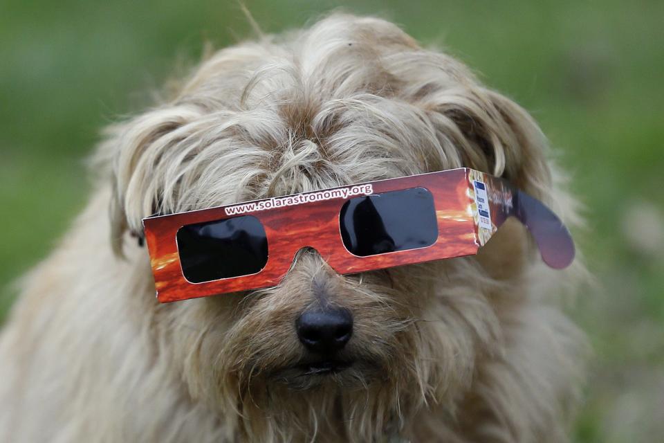 A dog is given protective goggles by its owner ahead of a solar eclipse in Regent's Park in London on Friday, March 20, 2015.  Unfortunately, the eclipse could not be seen in London due to heavy cloud cover.  (AP Photo/Kirsty Wigglesworth)