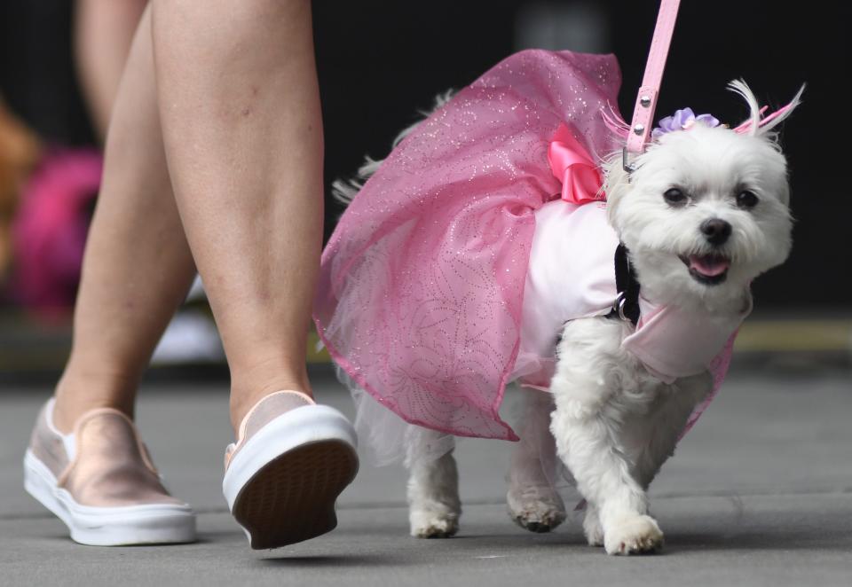 The N.C. Azalea Festival's Paws on Parade took place at Greenfield Lake in Wilmington, N.C., Saturday, March 19, 2022. The annual event included a canine court pageant with eighteen contestants.  The Azalea Festival and paws4people organized the event.    [MATT BORN/STARNEWS]