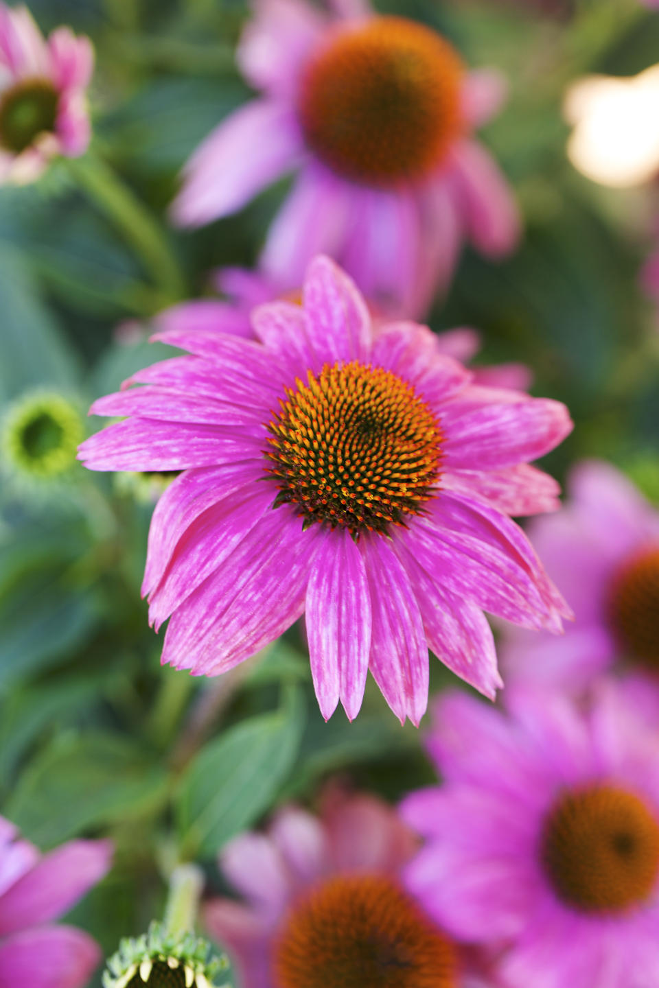 Add color to your garden from spring to fall with our water-wise favorites