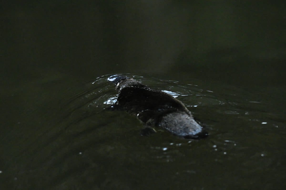 A platypus swims in the Hacking River (REUTERS)