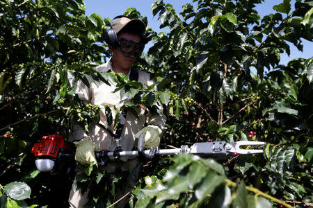 A worker holds the new vibratory machine for harvesting coffee in Chinchina, Colombia November 22, 2018. REUTERS/Luisa Gonzalez