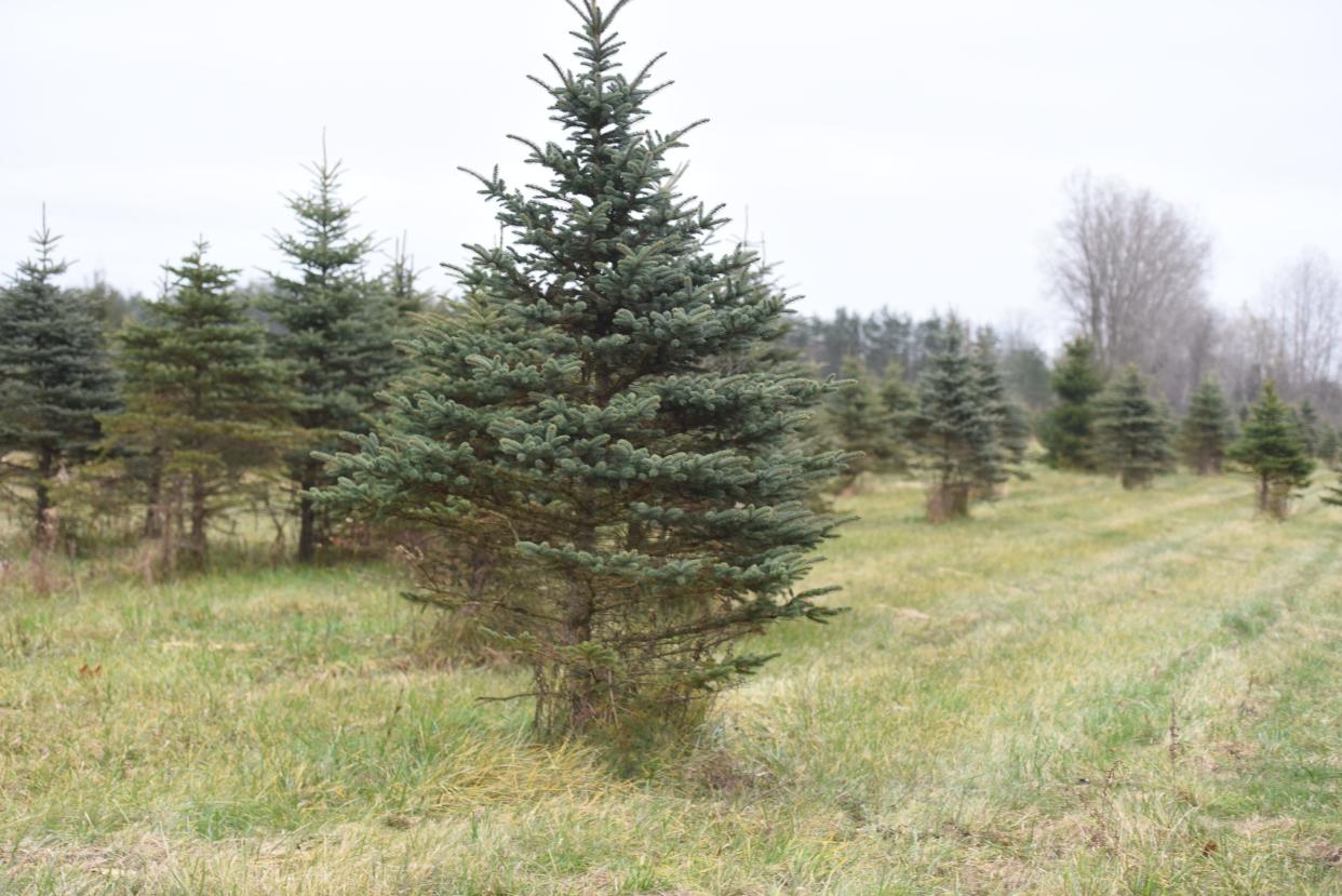 Centennial Pines Tree Farm in Wales Township on Nov. 17, 2023. The farm is growing thousands of trees on its 120 acre property that will be on sale starting Black Friday.