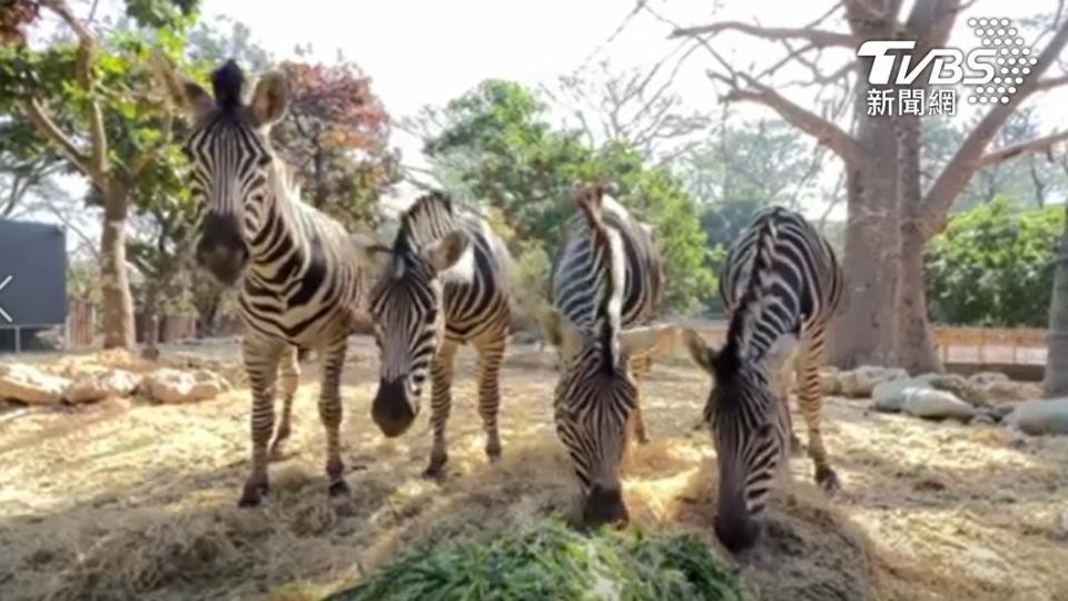 壽山動物園動物。（圖／高雄市觀光局提供）