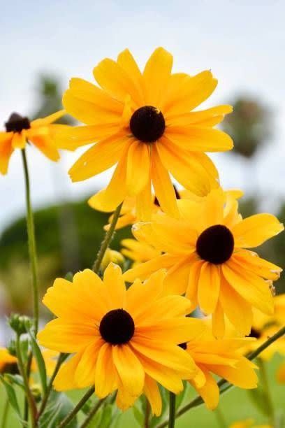 yellow black eyed susan flowers abloom in garden