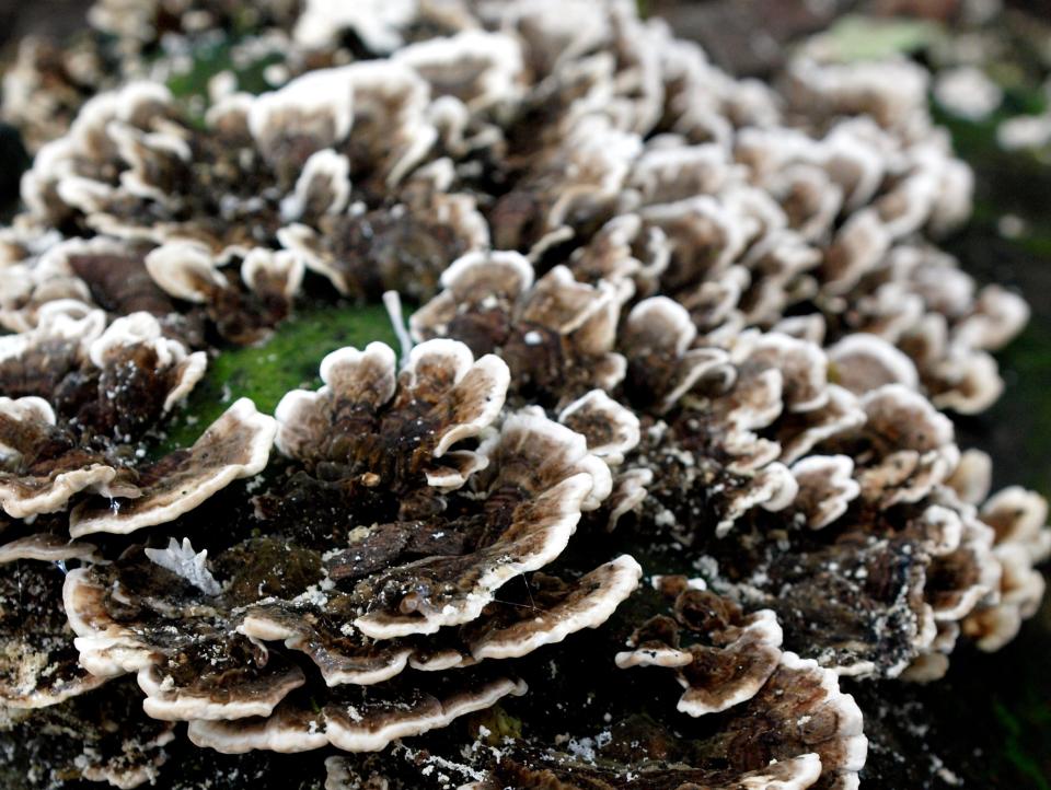 turkey tail mushroom growing on tree