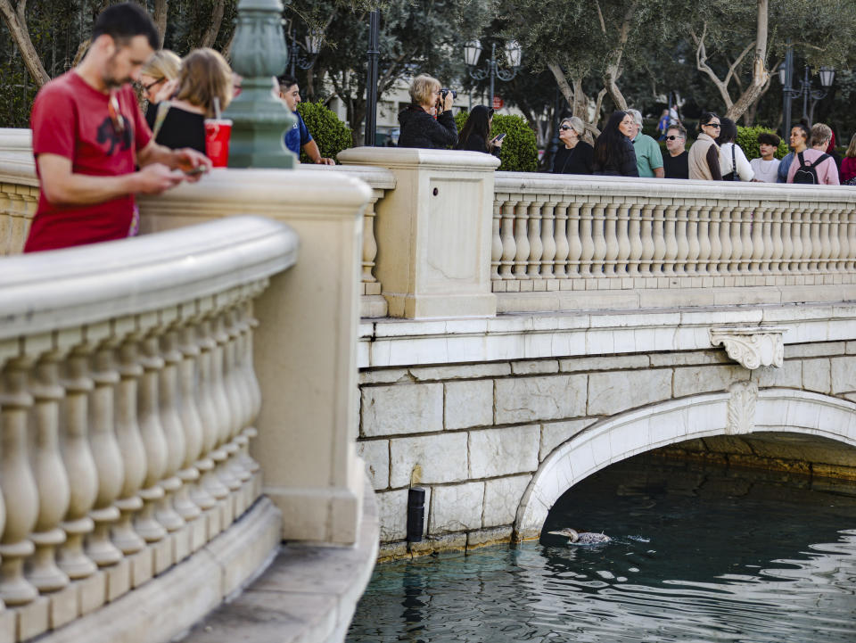 A yellow-billed loon swims in Lake Bellagio on the Strip in Las Vegas, Tuesday, March 5, 2024. The Bellagio said in a social media post Tuesday that it paused its fountains as it worked with state wildlife officials to rescue a yellow-billed loon who “found comfort on Las Vegas’ own Lake Bellagio.” (Rachel Aston/Las Vegas Review-Journal via AP)