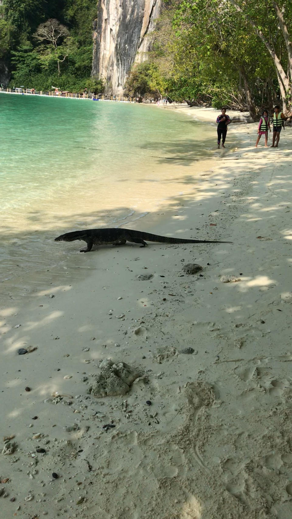 The monitor lizard often visits the beach to eat scraps left behind by tourists. Source: Viral Press/Australscope