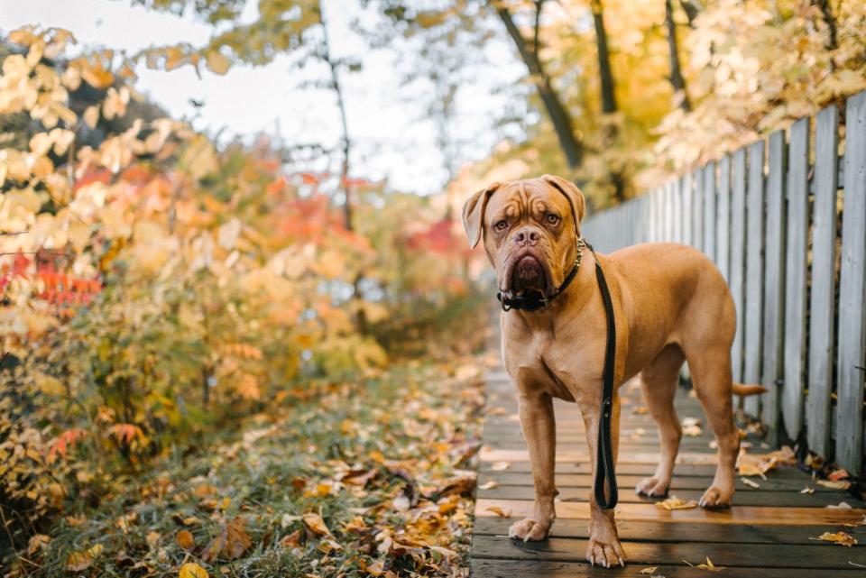 brown dog breeds french mastiff