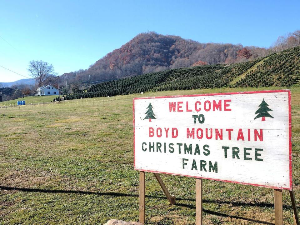 Boyd Mountain Christmas Tree Farm in Waynesville is open for business, with thousands of trees for customers to choose from, says owner David Boyd.