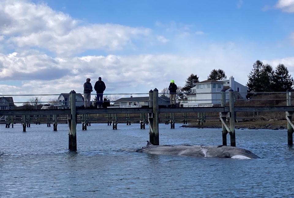 An ailing fin whale was found stranded in Potter Pond in South Kingstown and later euthanzied late last week.
