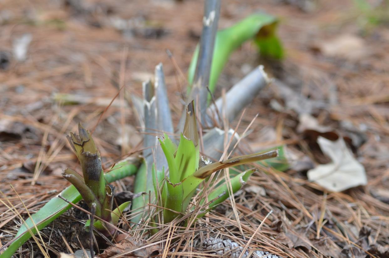 Snack-attacks by deer on the home landscape are common during the winter. These bromeliads are not considered a meal option during the warm seasons when other options are available, but winter is different.