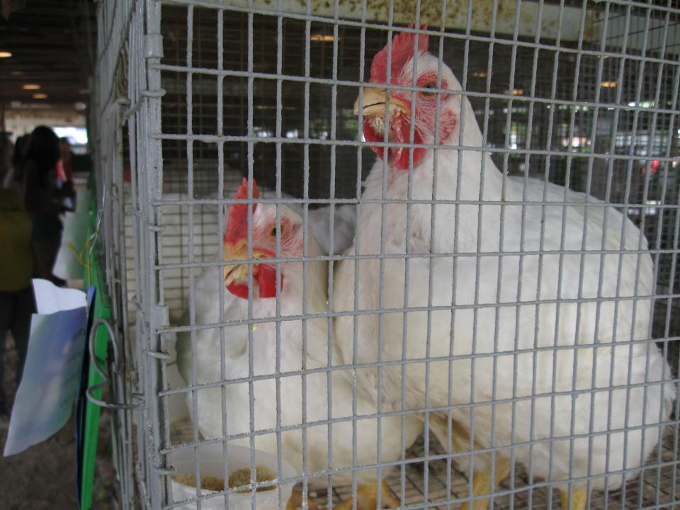 Chickens are pictured at the 2008 Lenawee County Fair.