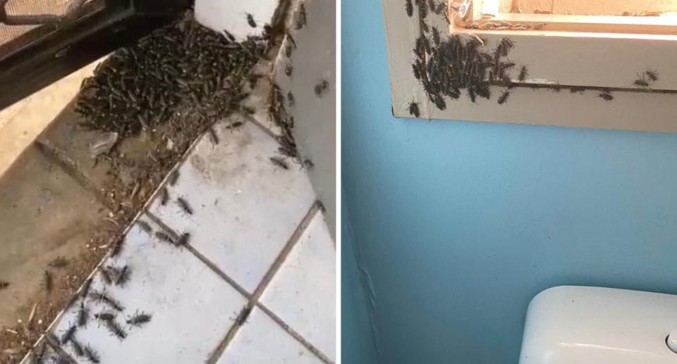 Photos show dark brown bugs swarming in a doorway (left) and on a windowsill (right).