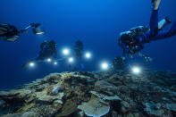 In this photo provided by @alexis.rosenfeld, researchers for the French National Centre for Scientific Research study corals in the waters off the coast of Tahiti of the French Polynesia in December 2021. Deep in the South Pacific, scientists have explored a rare stretch of pristine corals shaped like roses off the coast of Tahiti. The reef is thought to be one of the largest found at such depths and seems untouched by climate change or human activities. (Alexis Rosenfeld/@alexis.rosenfeld via AP)