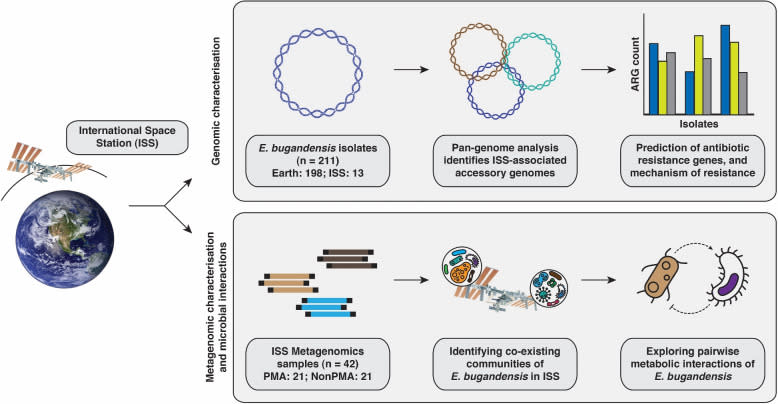 這個流程圖展示了如何通過比較基因組學分析來研究 E. bugandensis（一種細菌）的基因特性。研究主要關注這種細菌在國際空間站環境中如何適應及與其他微生物的互動，以及它在微生物社區中的存在程度和活躍性。簡單來說，科學家們在研究這種細菌如何在太空站的特殊環境中生存並與其他微生物相互影響。（圖／《微生物》）