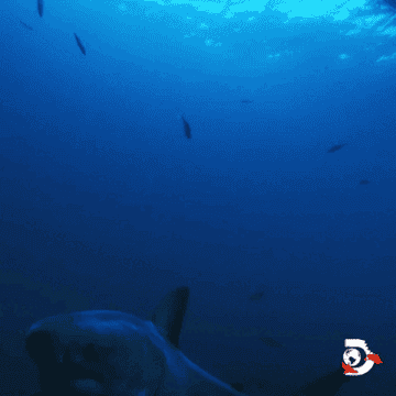 A large shark swims underwater with smaller fish around. The logo in the corner indicates Shark Week on Discovery Channel