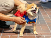 <p>Cosplayer dog dressed as Superman at Comic-Con International on July 19, 2018, in San Diego. (Photo: Christy Radecic/Invision/AP) </p>